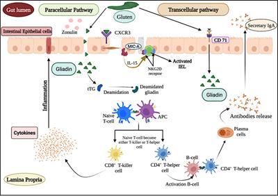Prediction of celiac disease associated epitopes and motifs in a protein